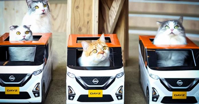 Nissan сделал самую милую рекламу машины – в виде домиков для котов